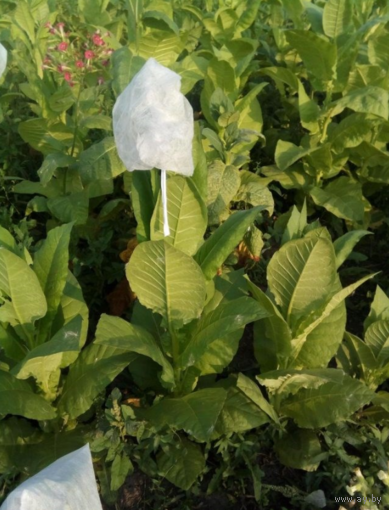 Семена Табак Пенсильвания Ред (Семян в 1 навеске 150+ шт)