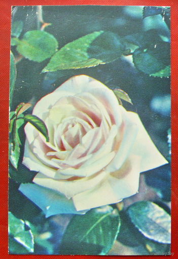 Роза " Ройал Хайнесс ". Чистая. 1983 года. Фото Матанова. #204.