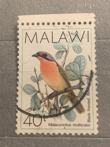 Малави. Фауна. Птицы. Malaconotus Multicolor
