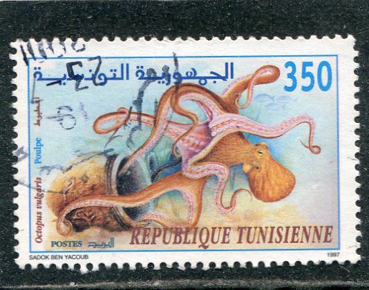 Тунис. Морская фауна