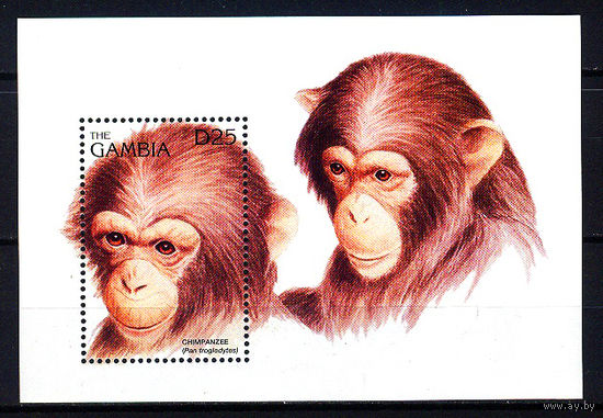 1996 Гамбия. Обыкновенный шимпанзе