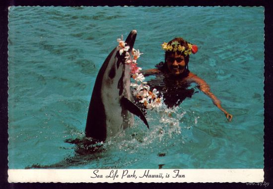 Гавайские острова Дельфин