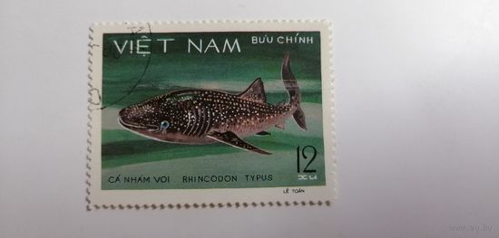Вьетнам 1980. Морская жизнь. Акулы И Скаты.