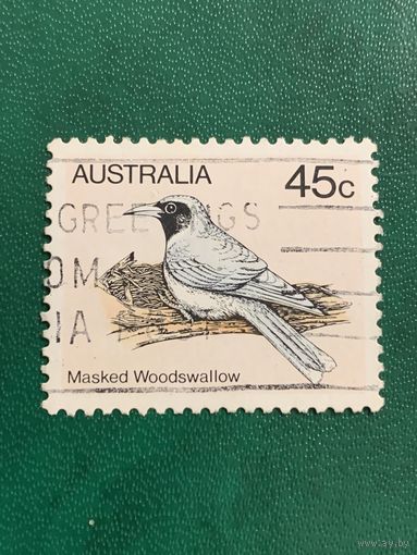 Австралия. Птицы. Masked Woodswallow
