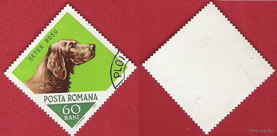 Румыния 1965 Собаки. Сеттер