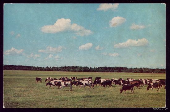 1972 год Волосовский район