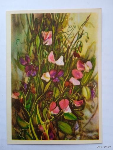 1958. цветы. Масленникова. Душистый горошек