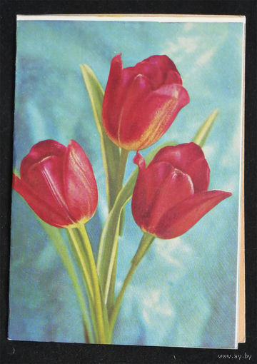 Костенко Г. Тюльпаны. Цветы. Флора. 1974 год #0107-FL1P54