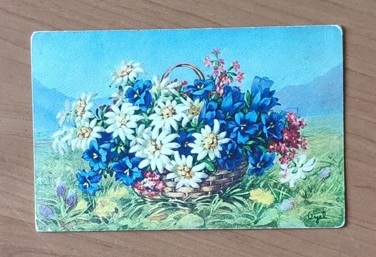 Открытка старинная Швейцария Цветы Эдельвейс Издательство STZF No 238