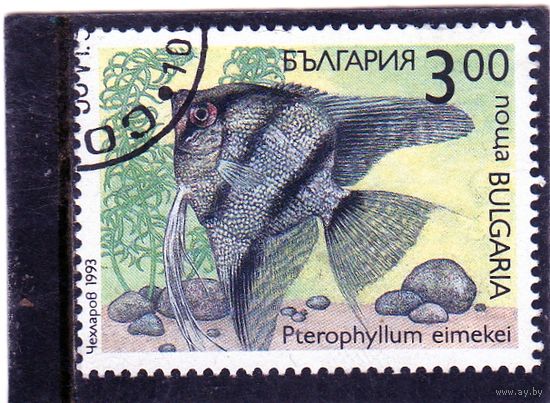 Болгария. Mi:BG 4052. Пресноводный ангел (Pterophyllum eimekei). 1993