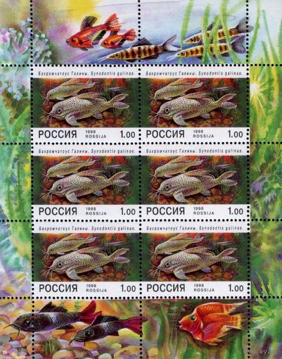 Марки - Россия, 1998, блок - фауна, аквариумные рыбки