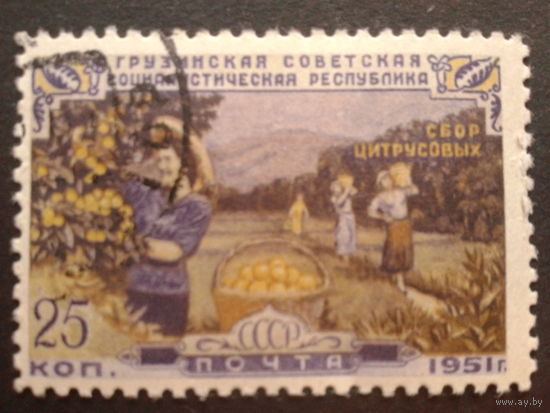 СССР 1951 Грузинская ССР , сбор цитрусовых