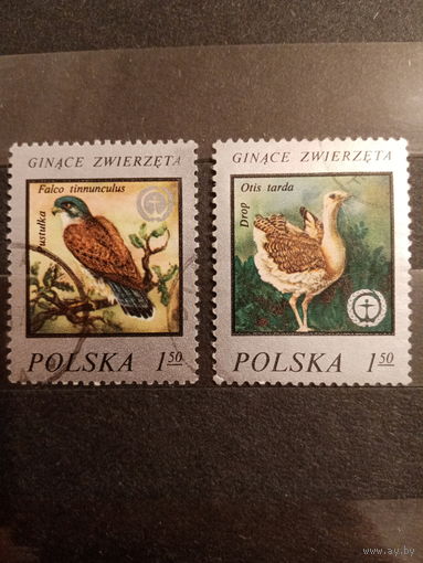 Польша. Исчезающие виды птиц