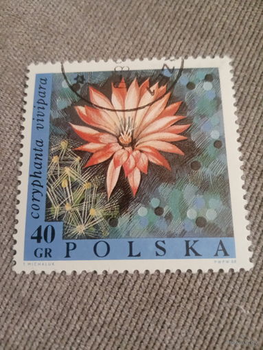 Польша 1968. Цветы. Coryphania vivipara