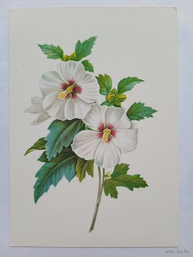 1959. цветы. Толстой. Белые цветы. 1837