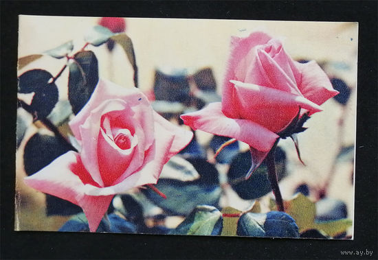 Круцко Б. Розы. Цветы. Флора. Двойная 1970 год #0108-FL1P54