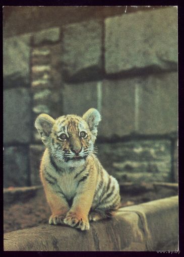 1984 год Амурский тигрёнок