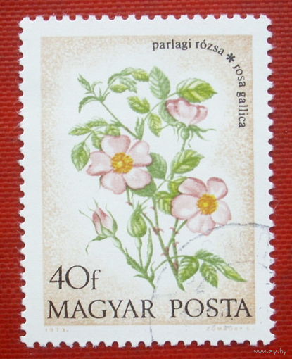 Венгрия. Цветы. ( 1 марка ) 1973 года. 5-2.