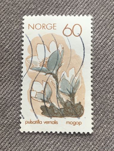Норвегия. Флора. Цветы. Pulsatika Vernalis