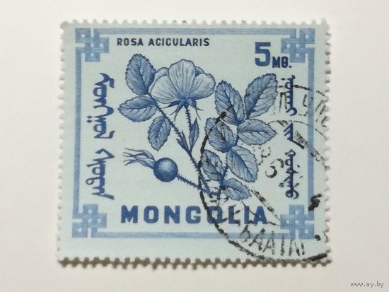 Монголия 1968. Ягоды Монголии