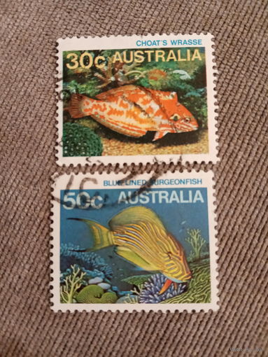 Австралия. Коралловые рыбки