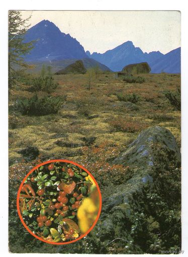 Магаданская область. Брусничная поляна. 1987, тираж 100 тысяч