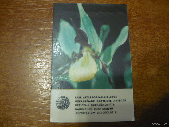 Охраняемое растение ЛатвССР.1981г