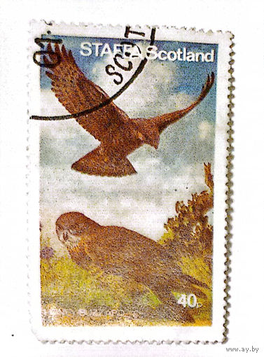 Шотландия. Хищная птица