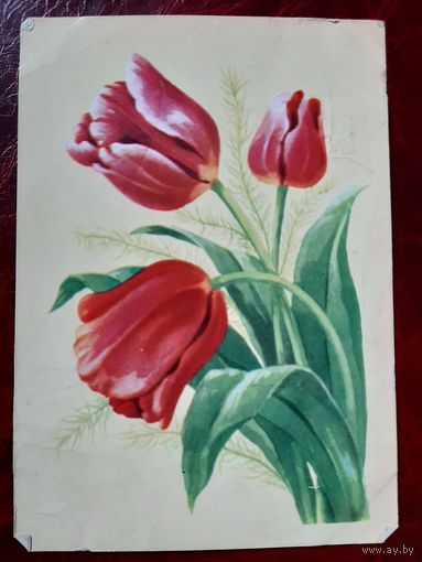 Тюльпаны худ. В. Зеленов 1962 год