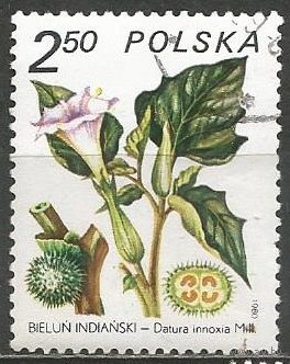 Польша. Растение. Дурман индийский. 1980г. Mi#2707.