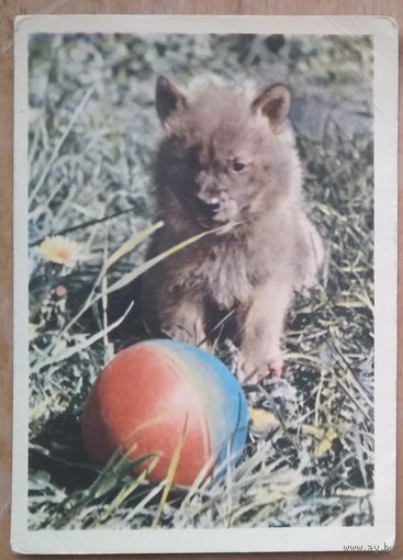 Игнатович Е. Красный волчонок. 1963 г. Чистая.