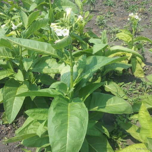 Семена Табак Вирджиния Голд (Семян в 1 навеске 150+ шт)
