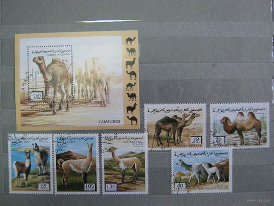 Марки - фауна, Сахара, верблюд, лама, блок и 6 марок
