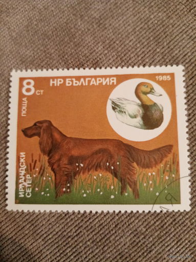 Болгария 1985. Породы собак. Ирландский сетер