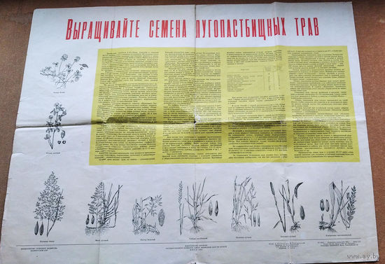Плакат из БССР.  "Выращивайте семена лугопастбищных трав". 1965 г. Большой формат.