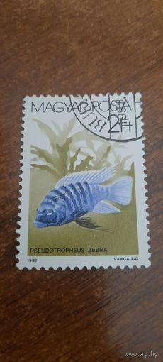 Венгрия 1987. Рыбы.  Pseudotropheus Zebra. Марка из серии