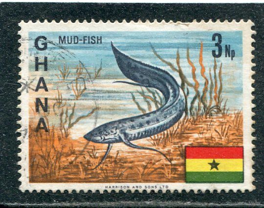 Гана. Рыбы. Протоптер бурый