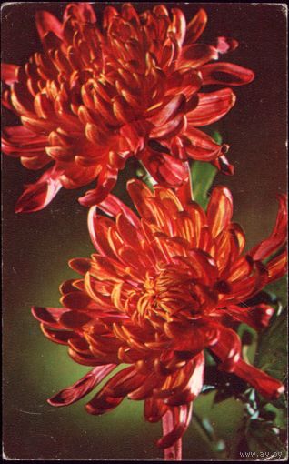 1975 год Хризантема Красный жаворонок