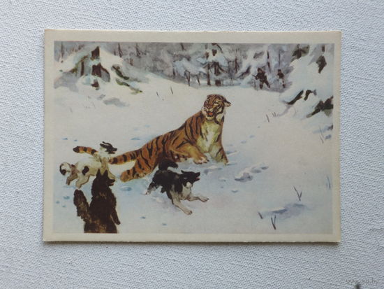 Скоробогатов тигр 1958  10х15 см