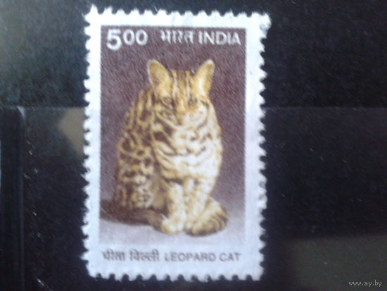 Индия 2000 Стандарт, дикий кот
