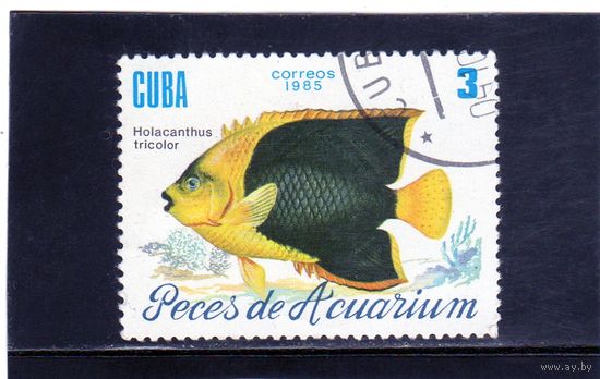 Куба.Ми-2966. Рок-красавица (Holacanthus tricolor). Серия: Рыба.1985.