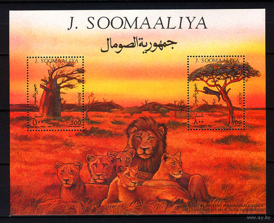 1994 Сомали. Деревья