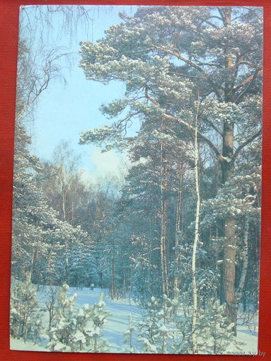 Зимний день в сосновом лесу. Чистая. 1989 года. Фото Самсоненко. *5.