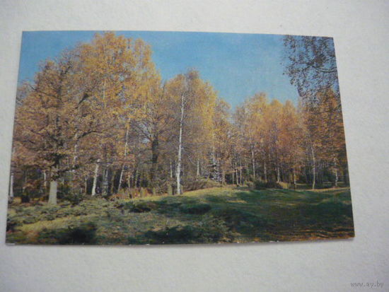 В осеннем лесу.1981г