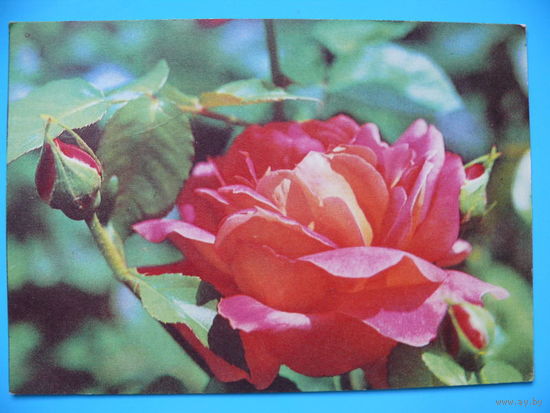 Фото Раскина Б., Роза чайно-гибридная, 1976, чистая (марка СССР 1966, негаш., Кремль).