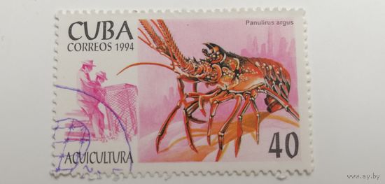 Куба 1994. Морская жизнь