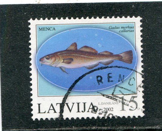 Латвия. Фауна. Рыба. Треска