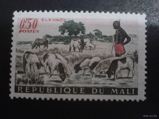 Мали 1961 стадо, пастух