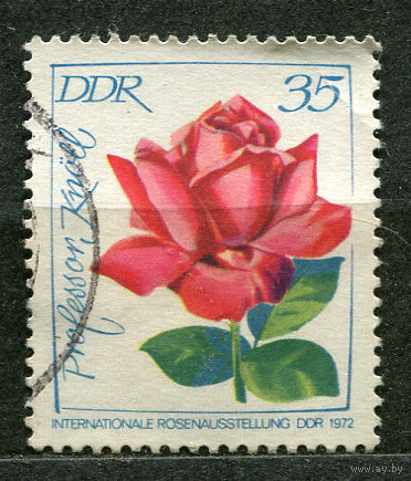Цветы. Роза. ГДР. 1972