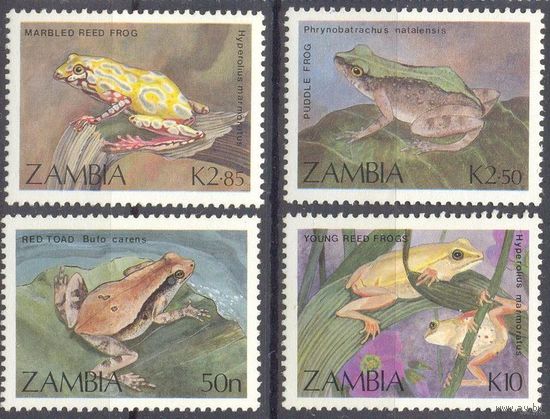Лягушки Замбия фауна